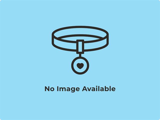 Image of Sunshine And Her Sunbeams the dog