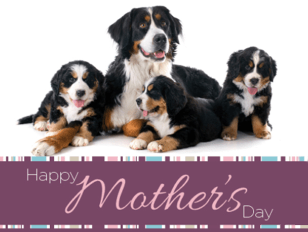 digital card with photo of dogs, card says "Happy Mother's Day"