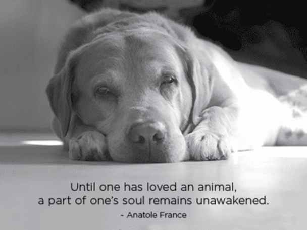 digital card with photo of dog, card says "Until one has loved an animal, a part of one's soul remains unawakened"