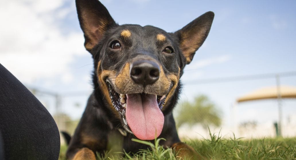 a dog lying in the grass at a park