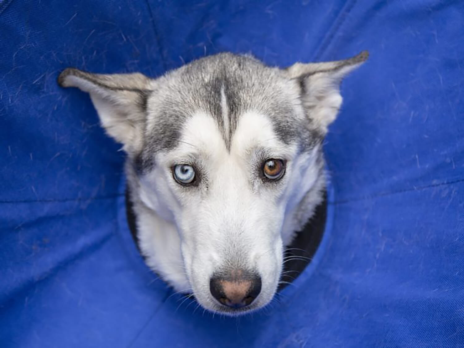 a husky wearing a cone