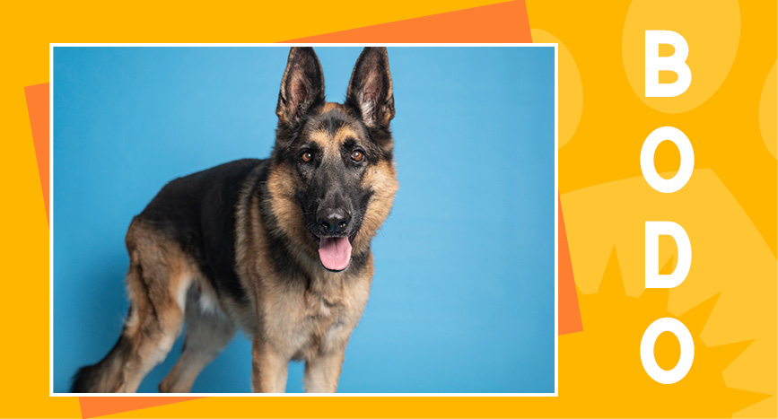 Adoptable Senior - Bodo