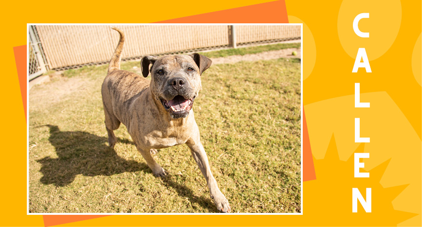 Adoptable Senior - Callen