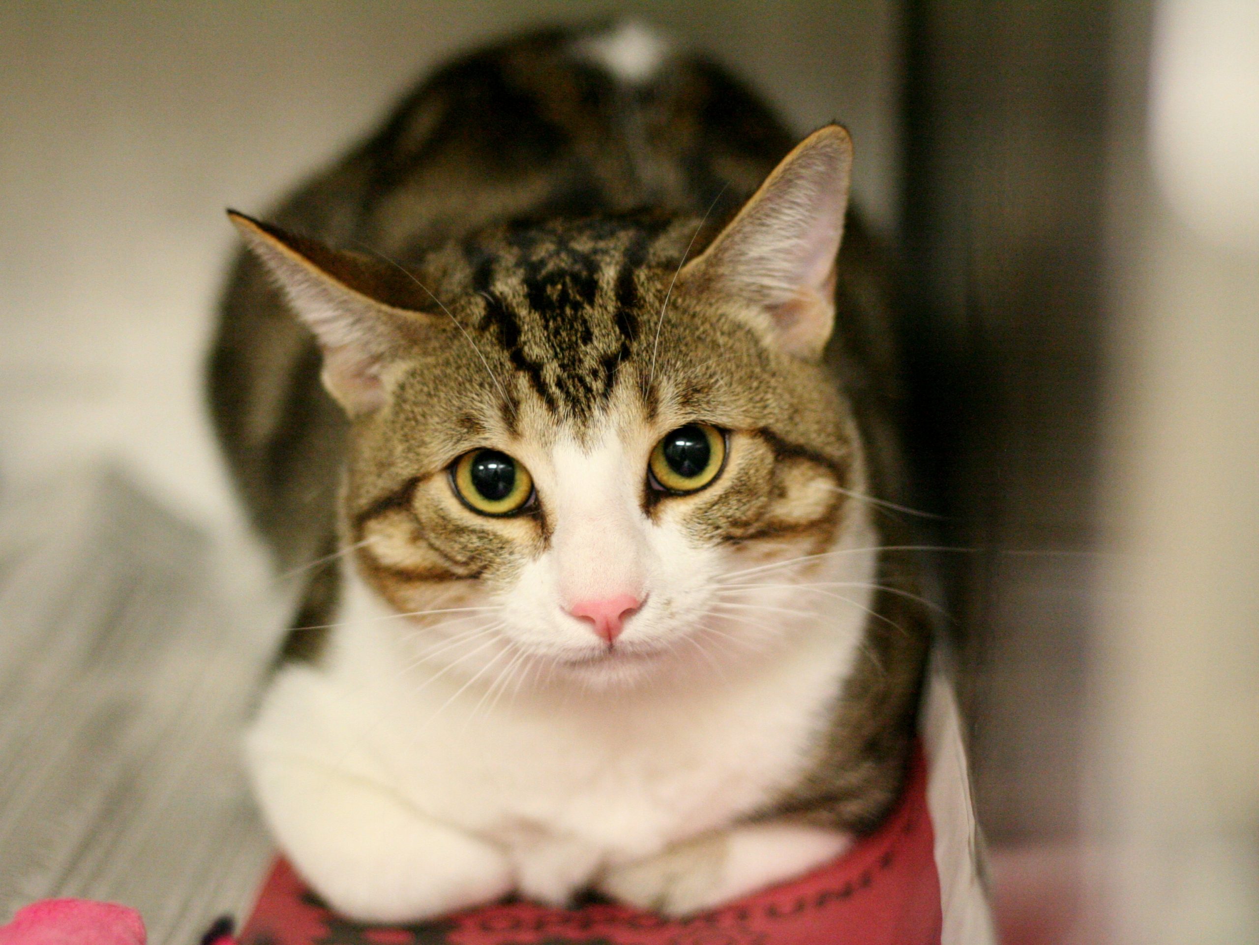 Adopt a cat