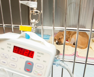 Chance Puppy Parvo Survivor