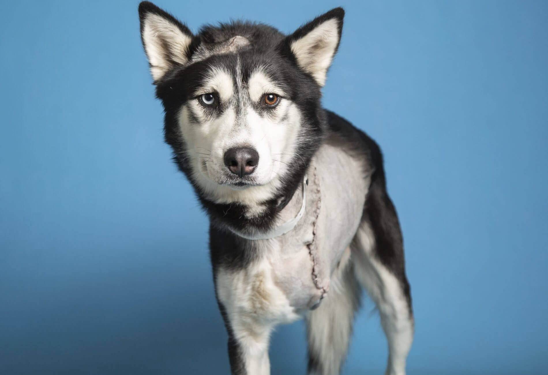 a Husky amputee
