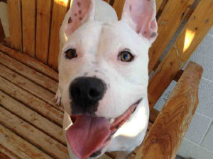 One-year-old Cloe is waiting for her forever family at Petique in Biltmore Fashion Park.