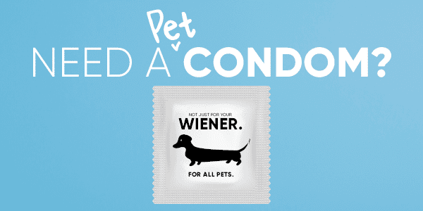 pet condom
