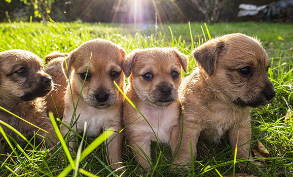 five small puppies in the grass