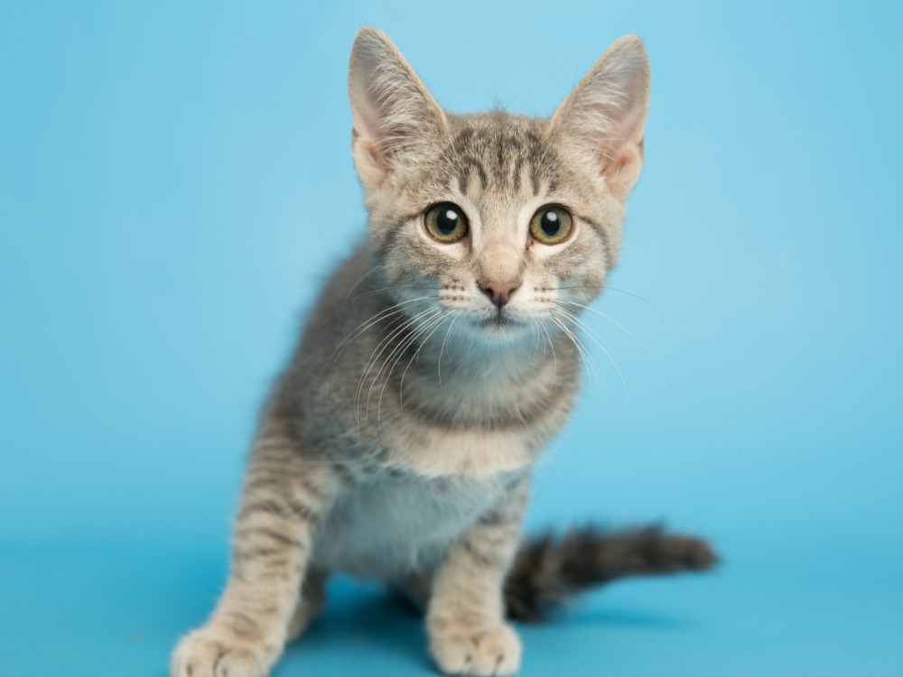 walmart kittens rescued