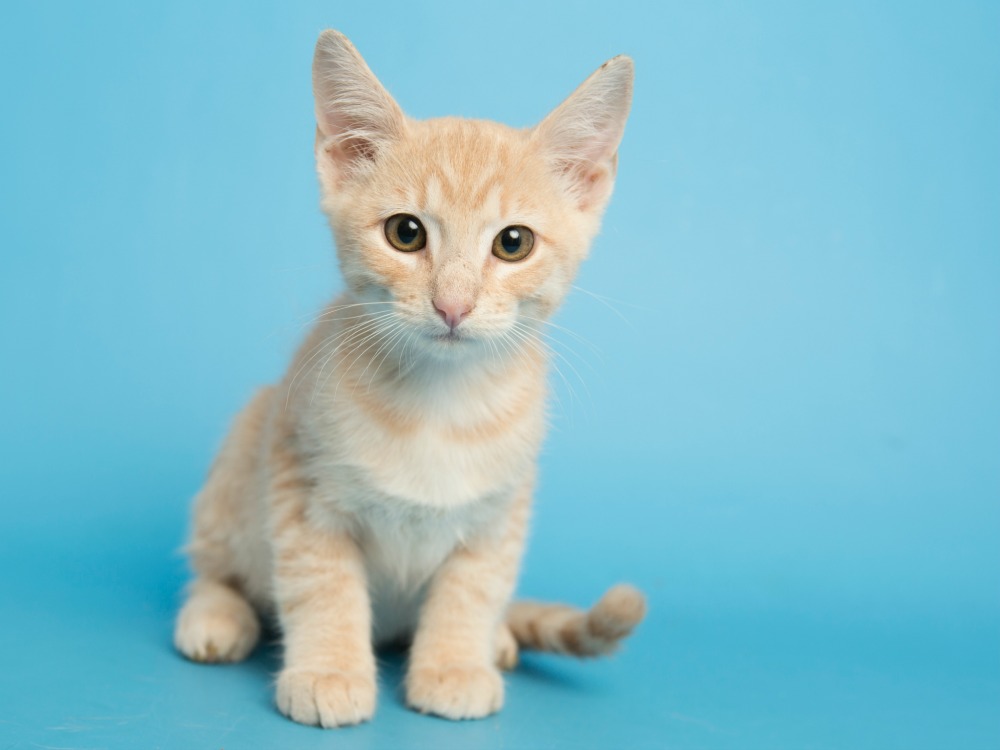 walmart kittens rescued