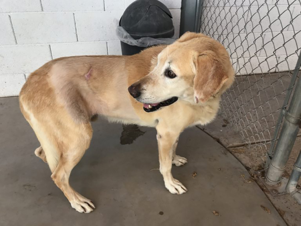 Dog standing next to fence