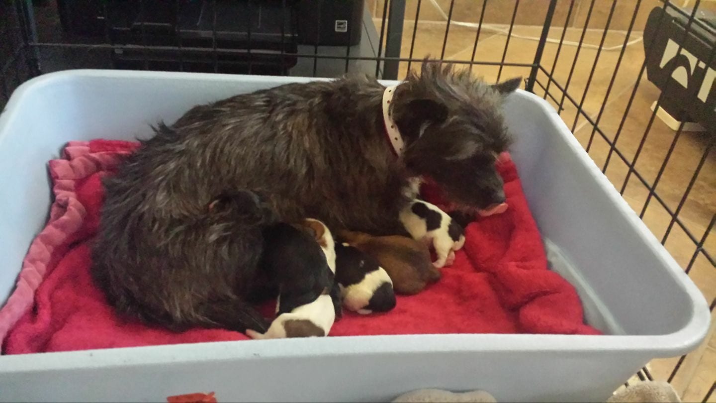 ceo fosters pregnant dog
