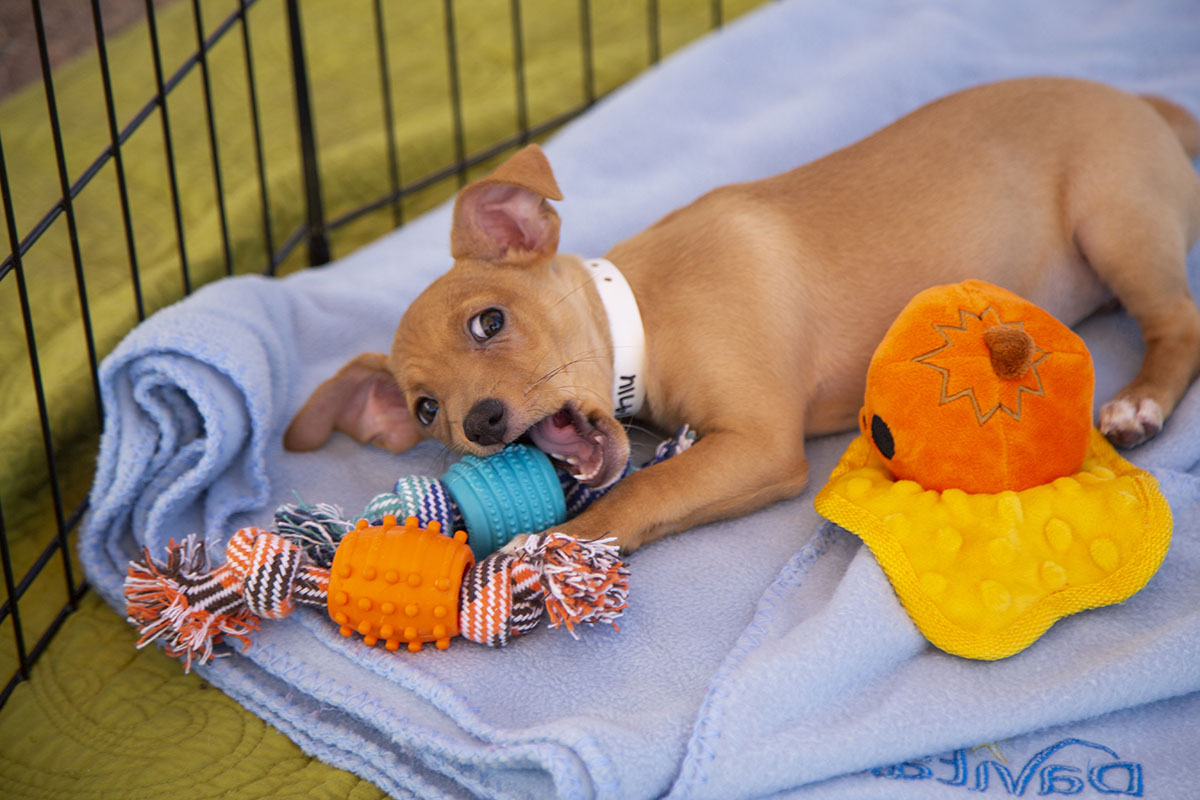 Puppy with toys at groundbreak event