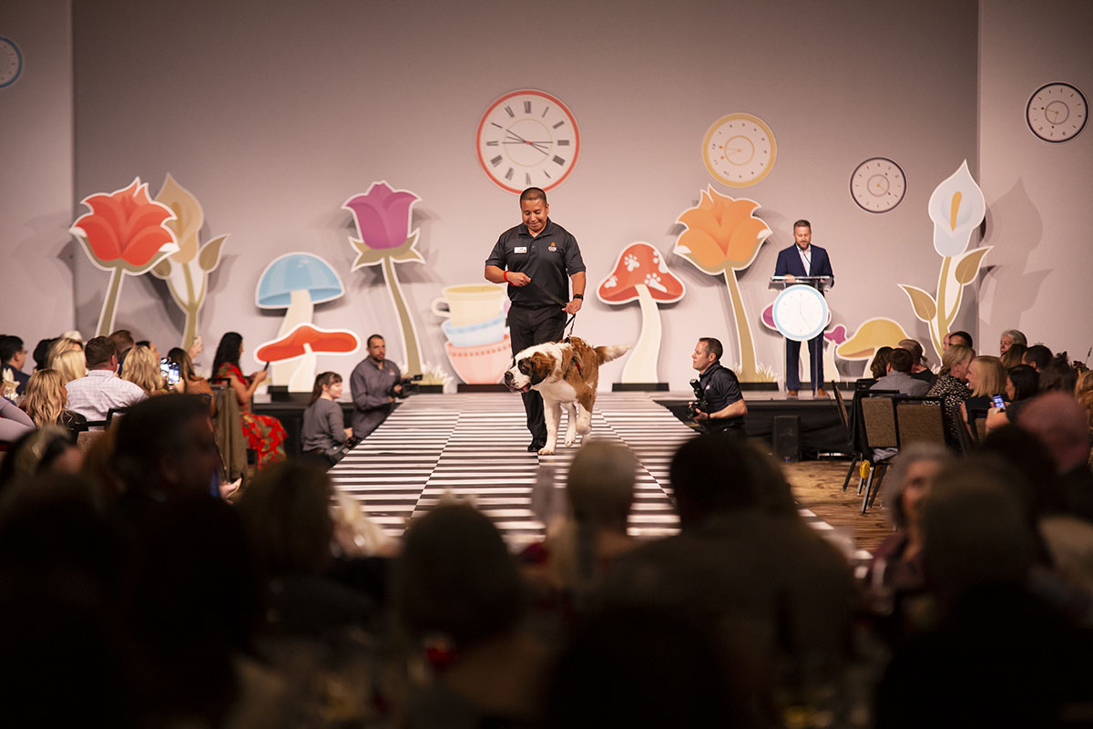 King on Parade of paws - compassion with fashion