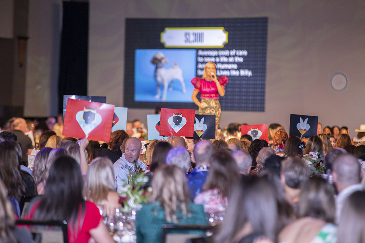 Live auction - compassion with fashion