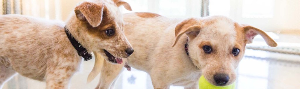 Dog Training Classes