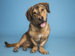 ahs-flies-shelter-dog-to-rescuers