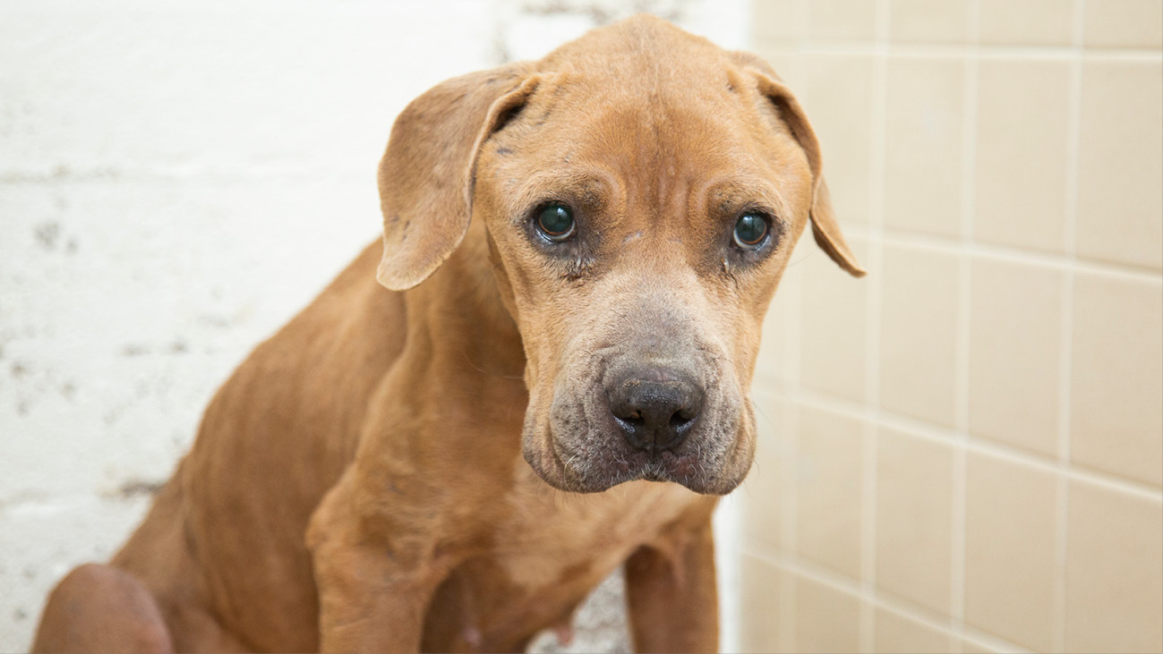 Nutmeg treated in AHS' trauma hospital