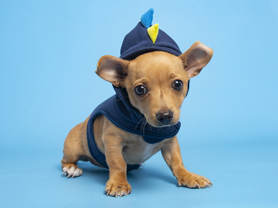 Adoptable dog Peekaboo