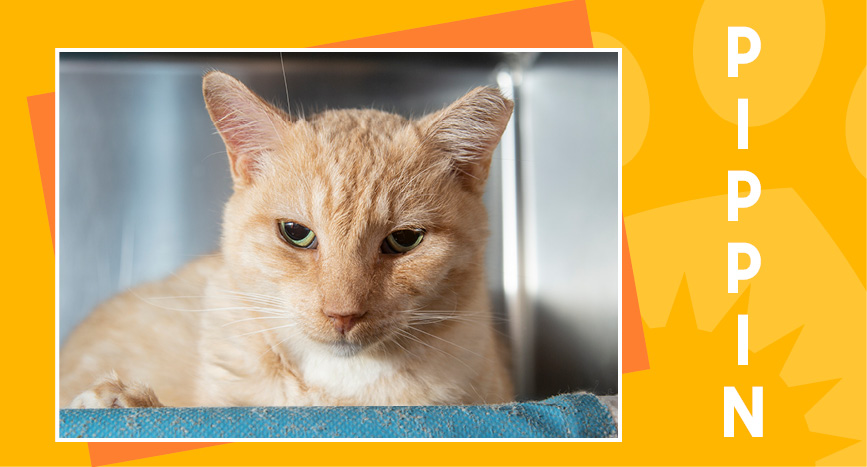 Adoptable Senior - Pippin