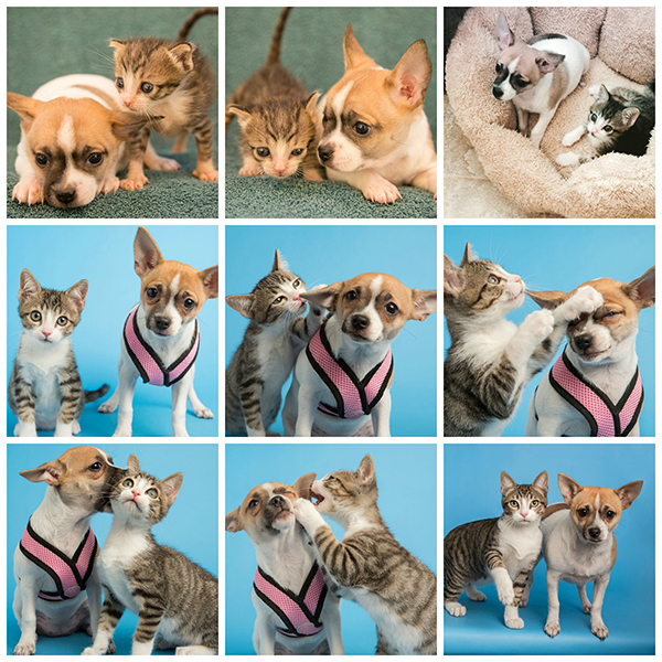 Roxy and Oscar collage