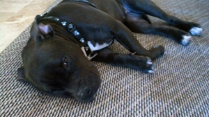 Foster a pet
