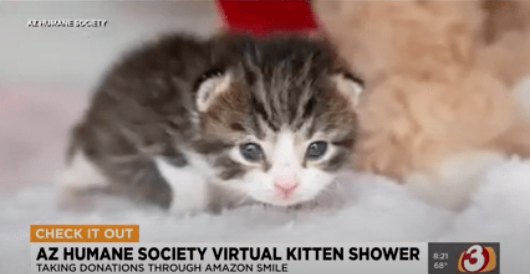 a kitten on the news