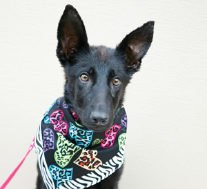 adopt a rescue puppy