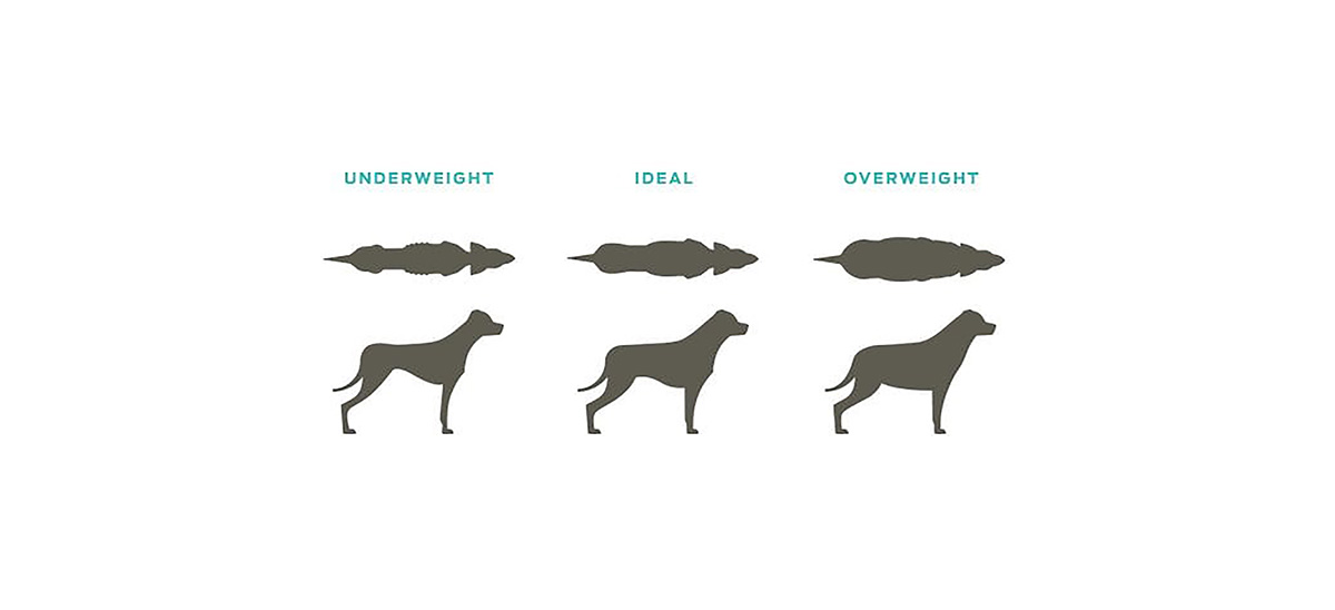 fat chart showing overweight ideal and underweight