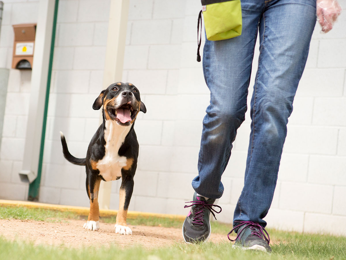 a dog follows behind a walking person