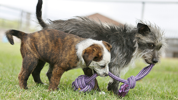 two dogs playing with toy