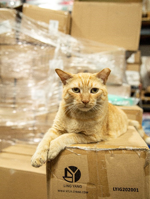 Working Cat