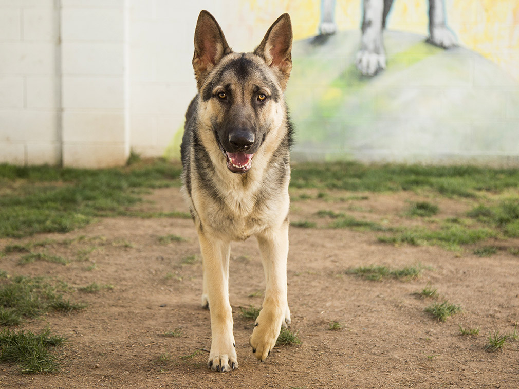 a German Shepherd walks in the park