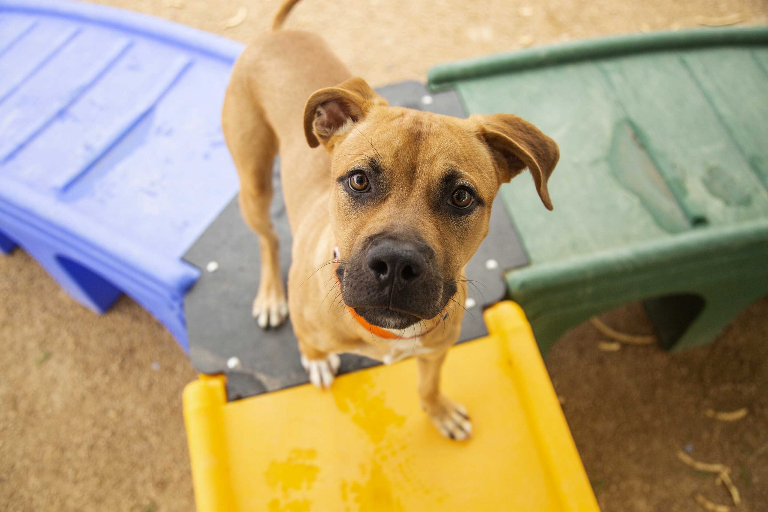 a dog plays on a playset at the park