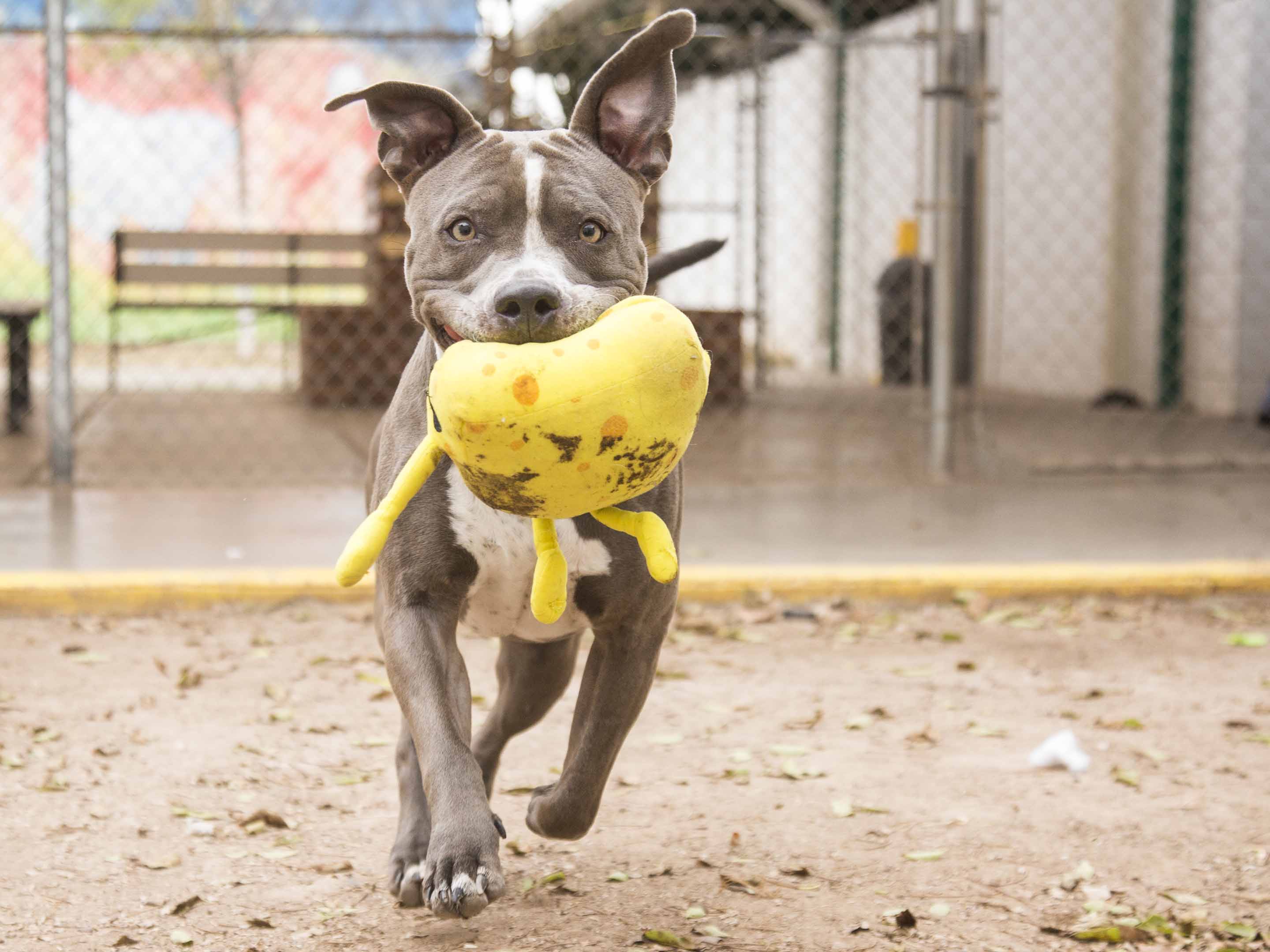 a dog running with a plush toy