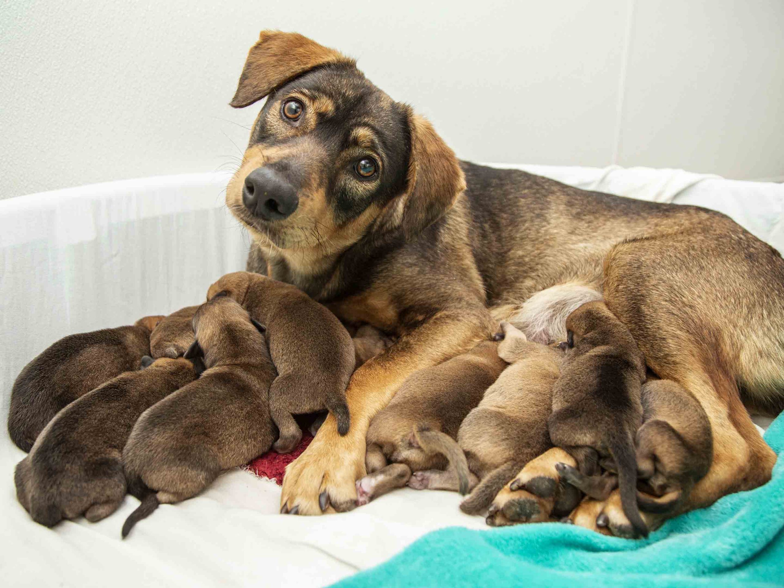 a dog nursing 8 young puppies