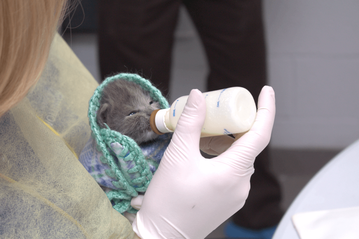 a kitten is bottle-fed in a blanket
