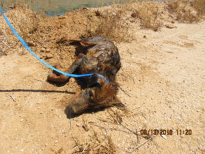 Dog Rescued From Phoenix Canal