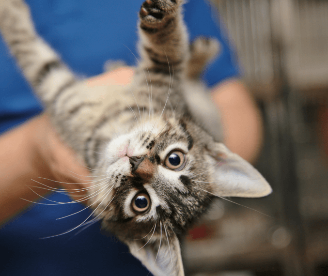 upside down cat being held near camera