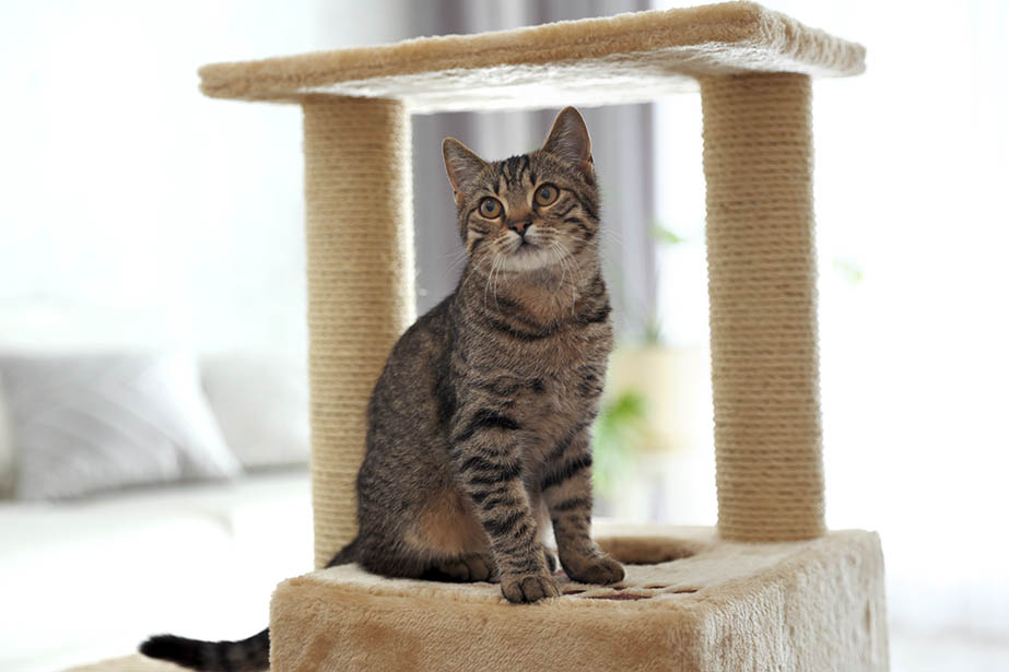 tabby cat sitting on carpeted pet tree