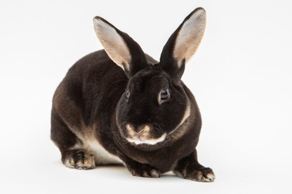 rabbit against white background