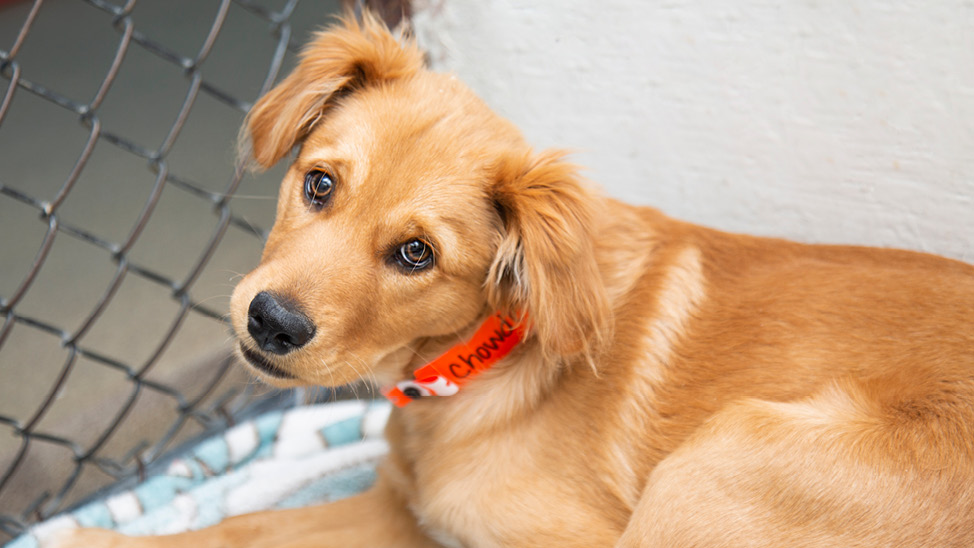 Puppy rescued from suspected animal abuser