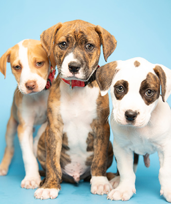 Image of Book Pets for Events & Team Building