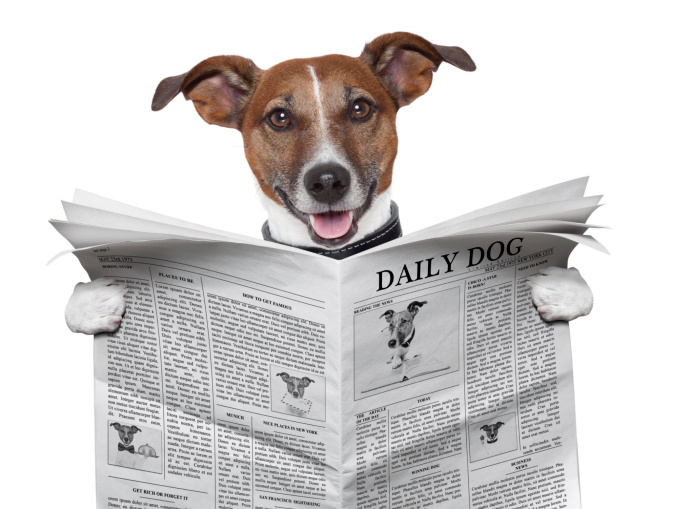 dog newspaper