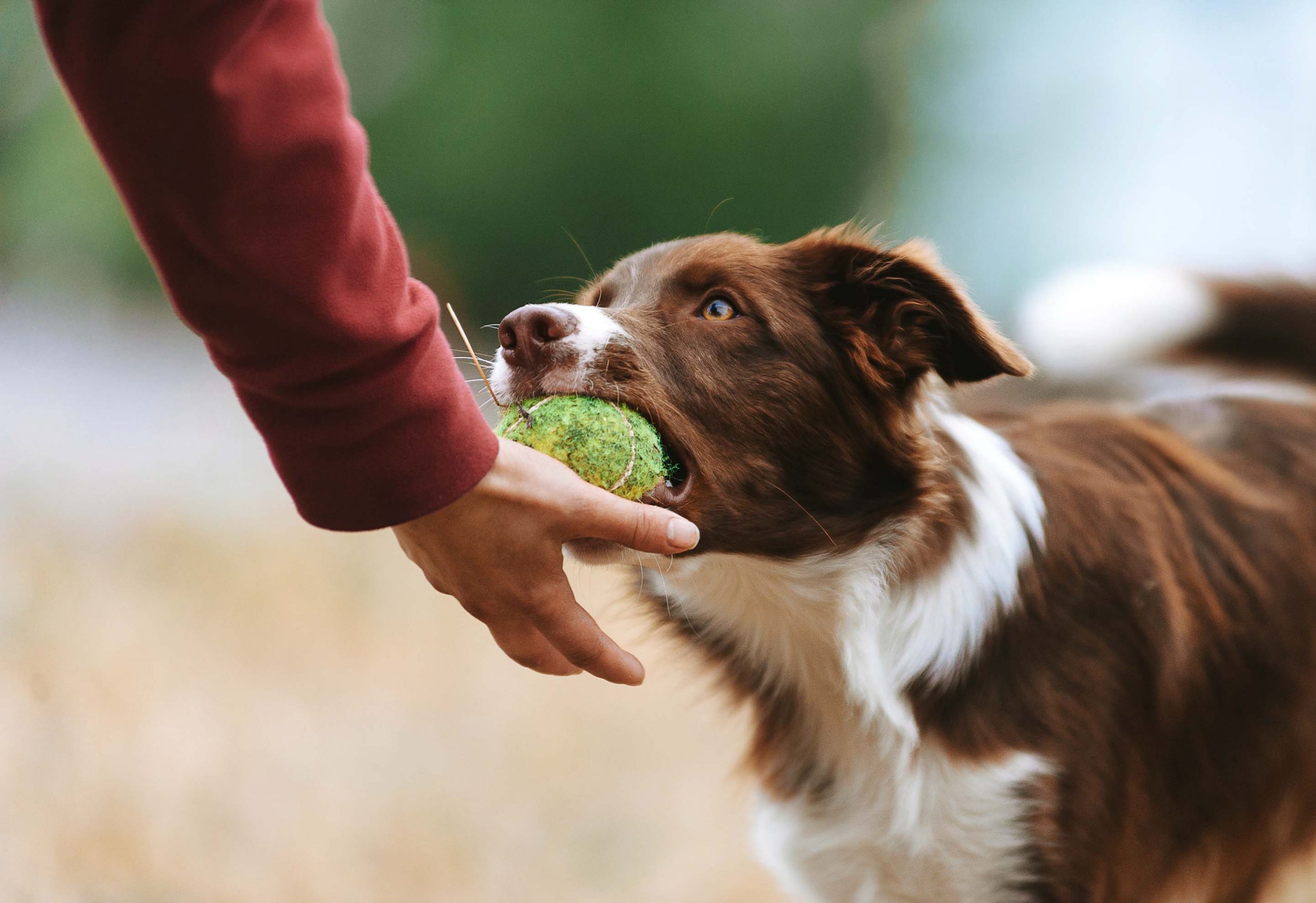 a border collie with a tennis ball