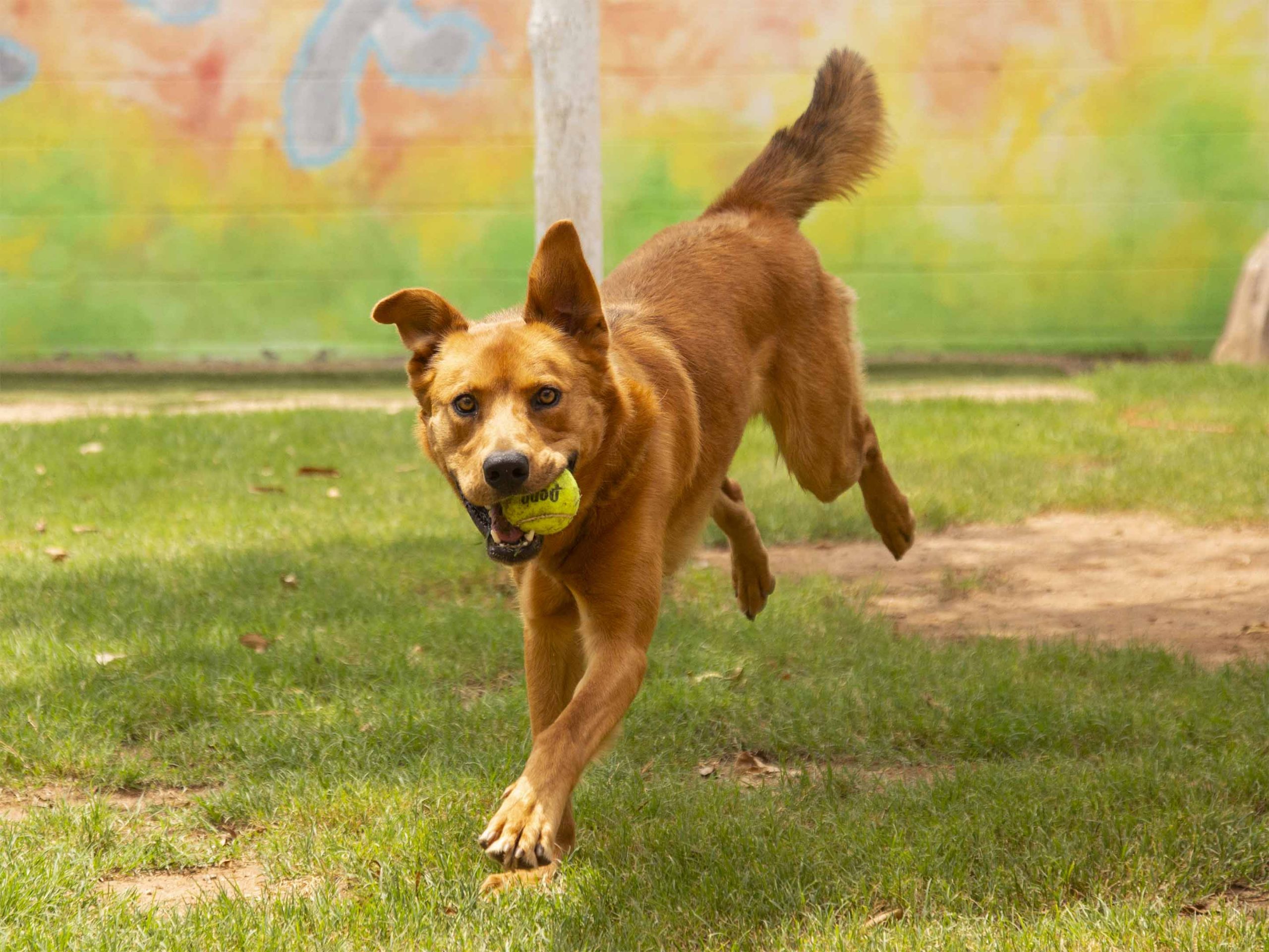 brown dog running with tennis ball