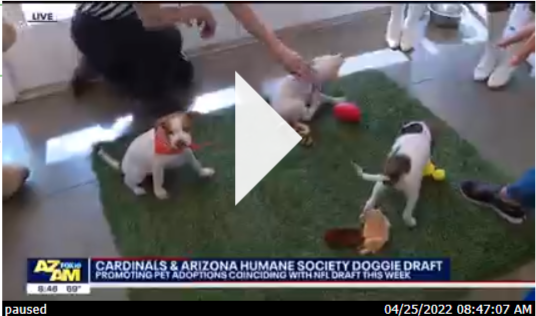 cardinals draft with puppies