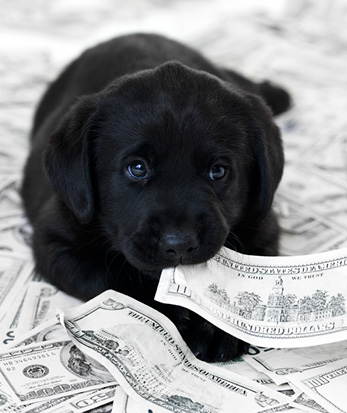 Image of Donor-Advised Fund