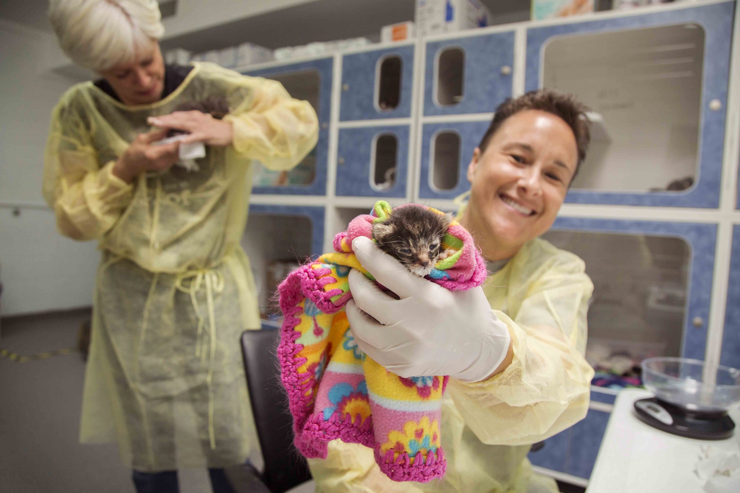 a vet holding a newborn kitten
